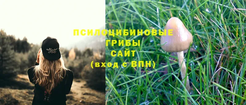 Галлюциногенные грибы Cubensis  МЕГА вход  Новосиль  где найти  